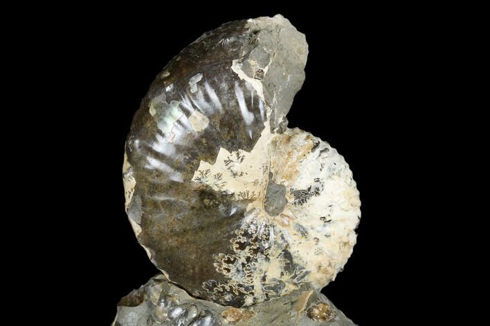 Cretaceous Ammonite (Jeletzkytes) Fossil - Wyoming #180843